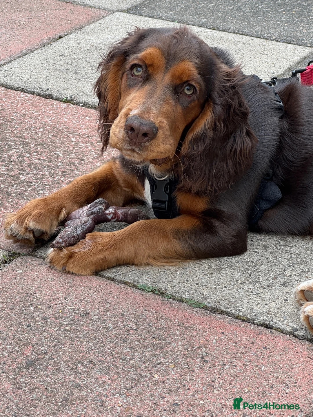 Mixed Breed dogs for sale: Absolutely Gorgeous “Clocker” Girl - Advert 1