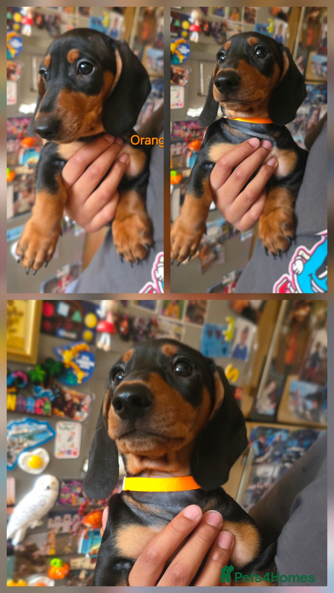Miniature Dachshund dogs BLACK/TAN Adorable dachshund puppy for sale😍 - Advert 11