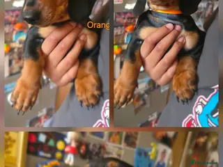 Miniature Dachshund dogs BLACK/TAN Adorable dachshund puppy for sale😍 - Advert 11