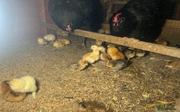 Chickens poultry for sale: 2 mum and 28 chicks for sale  - Image 4