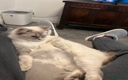 Ragdoll cats for sale: Stunning Seal Point Lynx Ragdoll For Sale. - Image 21