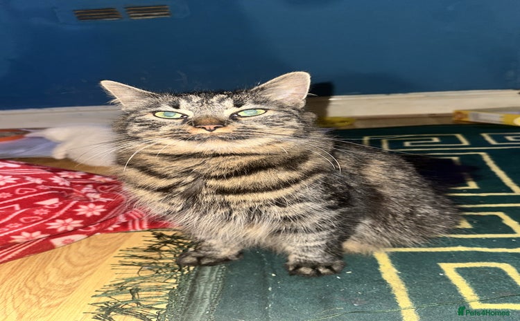 Mixed Breed cats ✨Adorable Kittens Looking for Their Forever Homes✨ - Advert 4