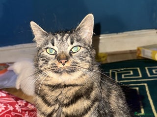 Mixed Breed cats for sale: ✨Adorable Kittens Looking for Their Forever Homes✨ - Advert 1