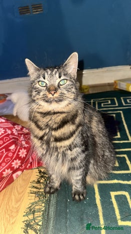 Mixed Breed cats ✨Adorable Kittens Looking for Their Forever Homes✨ - Advert 1