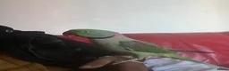 Parrots birds for sale: Alexander Parrot  - Advert 7
