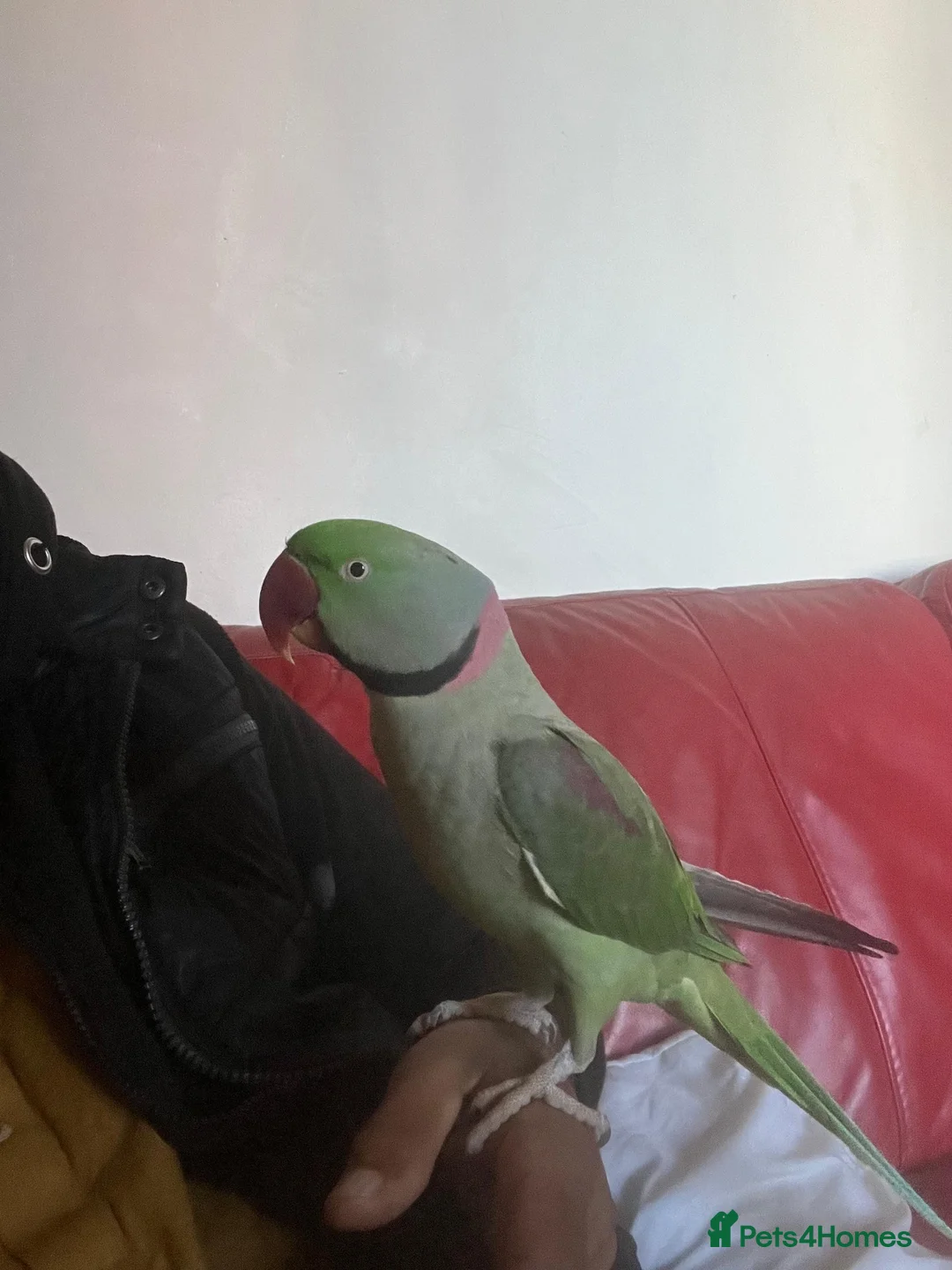 Parrots birds for sale: Alexander Parrot  - Advert 7