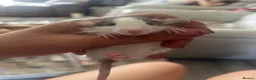 Rat rodents for sale: Baby dumbo rats  in Grantham - Advert 11