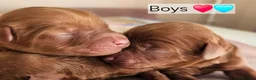 Cavapoo dogs for sale: Licensed breeder,dna clear red tiny cavapoo pups  - Advert 13