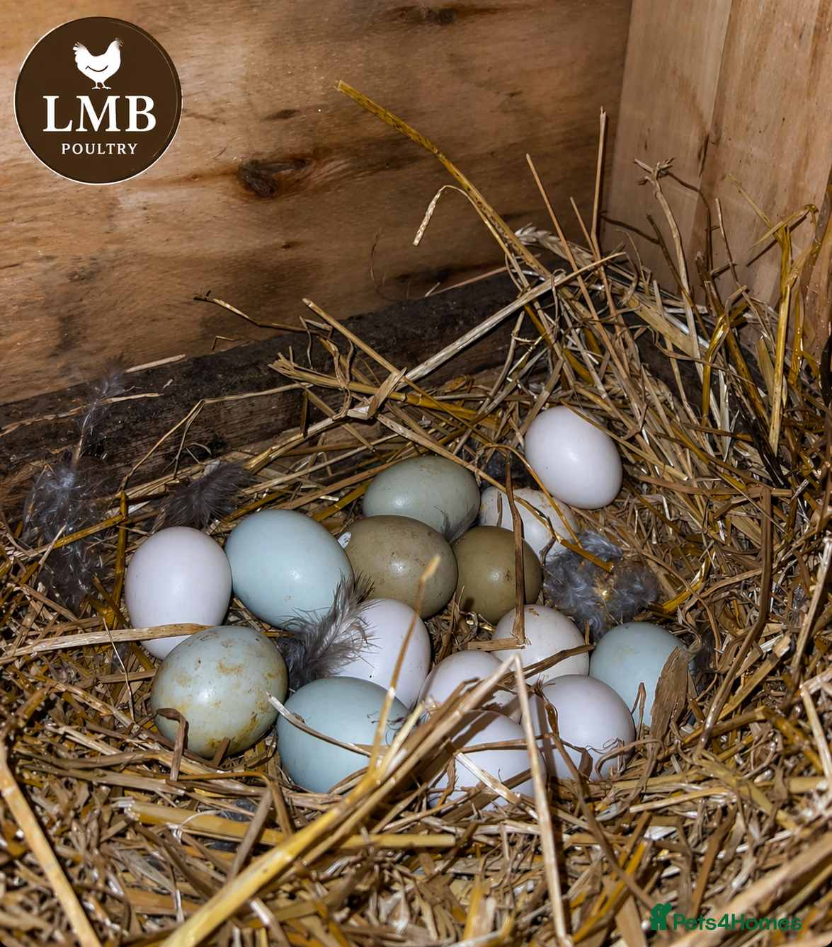 Chickens poultry Pure Breed & Mixed Poultry Eggs Available - Advert 1