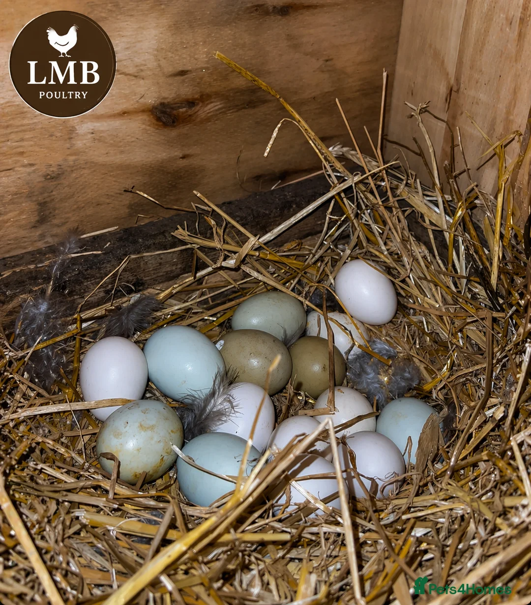 Chickens poultry for sale: Pure Breed & Mixed Poultry Eggs Available - Advert 1