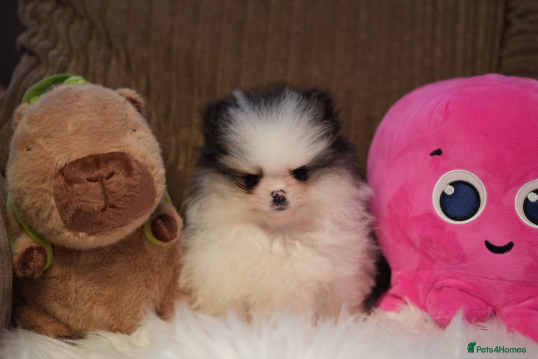 Pomeranian dogs for sale: Tiny pups are ready for new homes - Advert 7