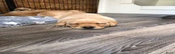 Labrador Retriever dogs for sale: 6 adorable Labrador puppies 🐶🩷💙 - Advert 3