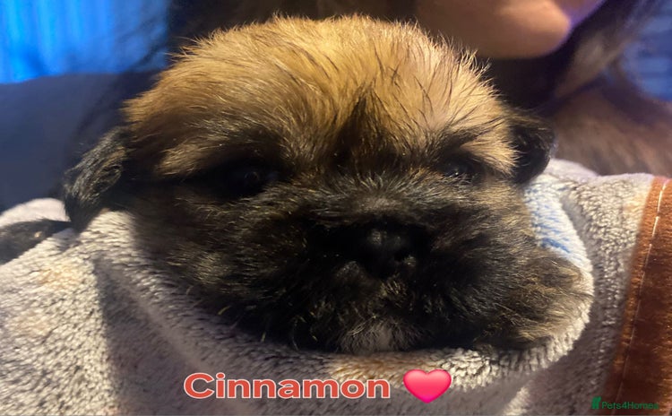 Shih Tzu dogs - Advert 1