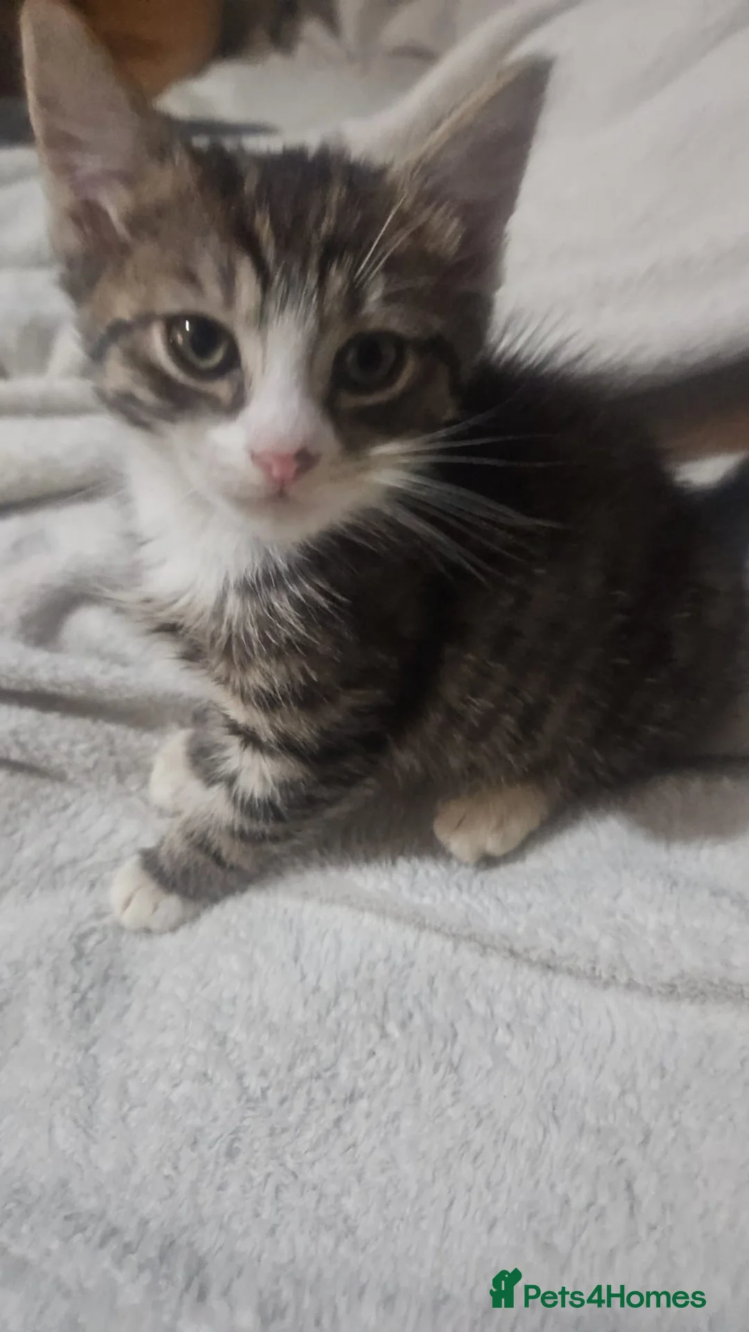 Mixed Breed cats for sale: Mixed exotic kittens - Advert 7