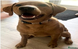 Labrador Retriever dogs for sale: FOX RED LABRADORS OUTSTANDING HEALTH 280 PLUS DNA - Image 11