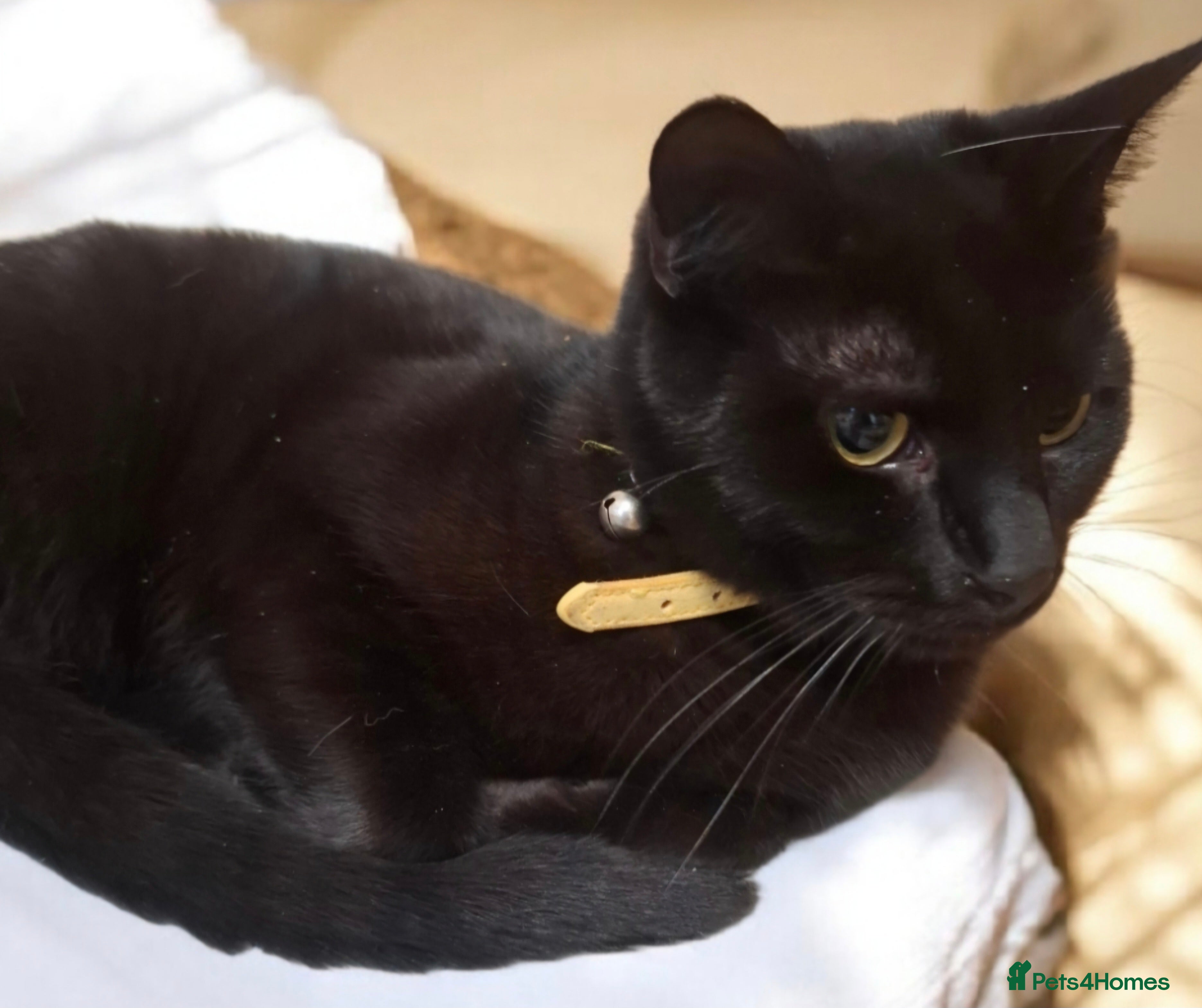 Domestic Shorthair cats beautiful 1-year-old+ female looking forever home  - Advert 1