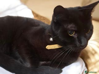 Domestic Shorthair cats beautiful 1-year-old+ female looking forever home - Advert 18