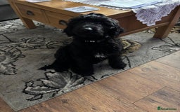 Mixed Breed dogs for sale: Shepadoodles - Image 1