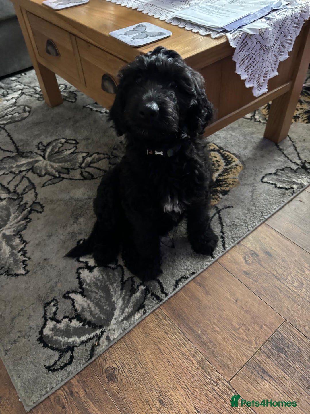 Mixed Breed dogs for sale: Shepadoodles - Image 1