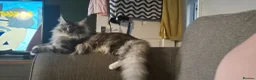 Maine Coon cats for sale: Female maine coon  in Llandudno - Advert 3