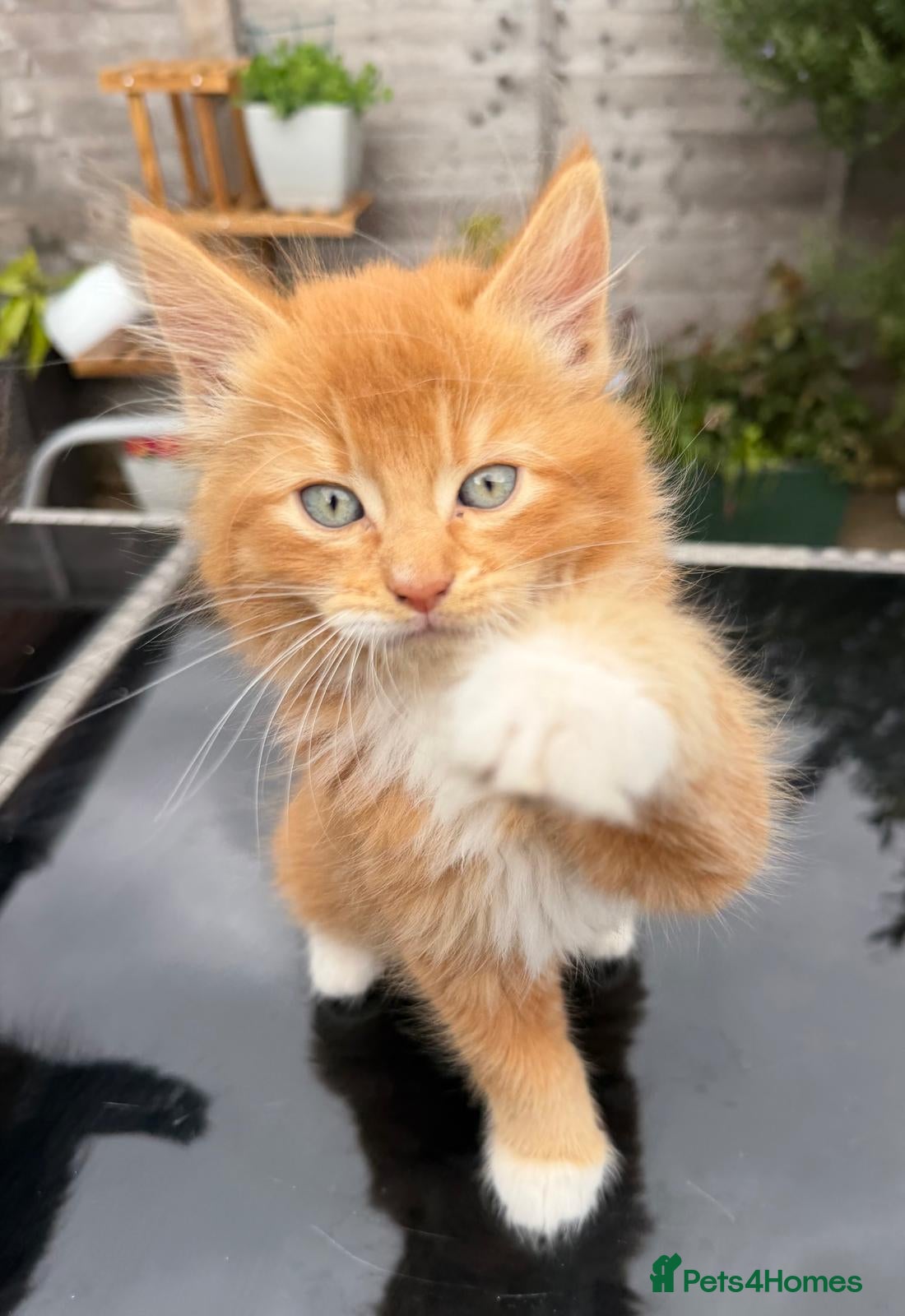 Mixed Breed cats Adorable kittens for sale - Advert 3