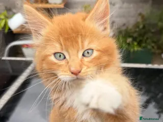 Mixed Breed cats Adorable kittens for sale - Advert 3