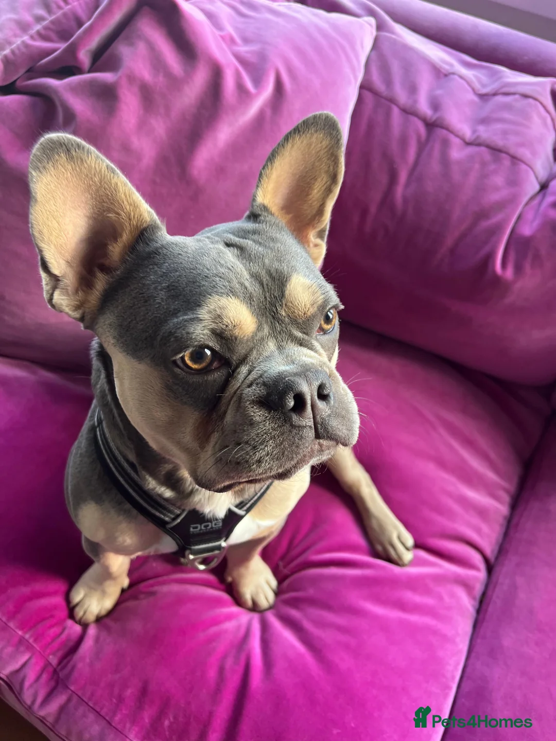 French Bulldog dogs for sale: Benny French Bulldog- looking for forever home  - Advert 1