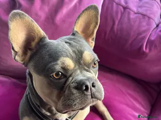 French Bulldog dogs Benny French Bulldog- looking for forever home - Advert 1