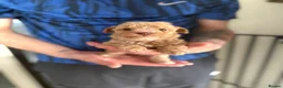 Poochon dogs for sale: Gorgeous poochons for sale  - Advert 6