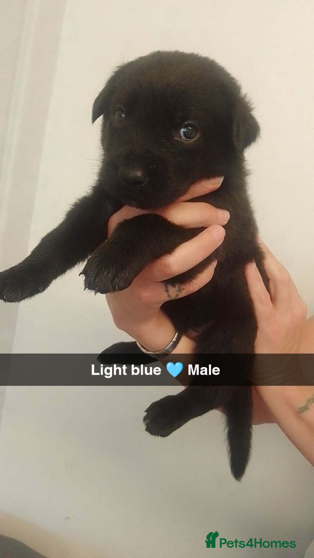 Mixed Breed dogs for sale: 9 German corso puppies  - Image 9