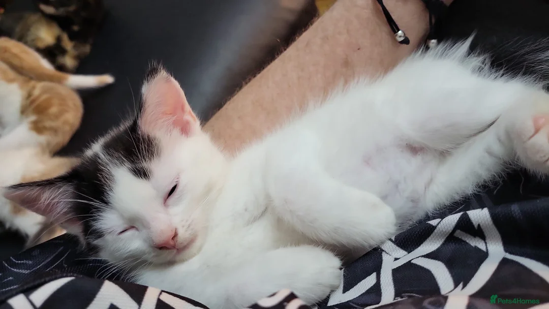 Mixed Breed cats for sale: Kittens for sale - Advert 6