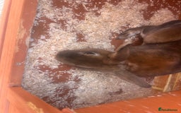 Dutch rabbits for sale: 2 male free rabbits  - Image 3