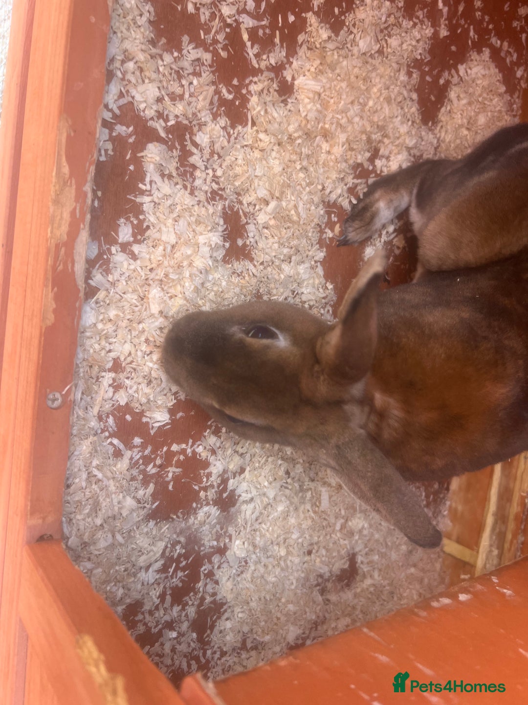 Dutch rabbits for sale: 2 male free rabbits  - Image 3