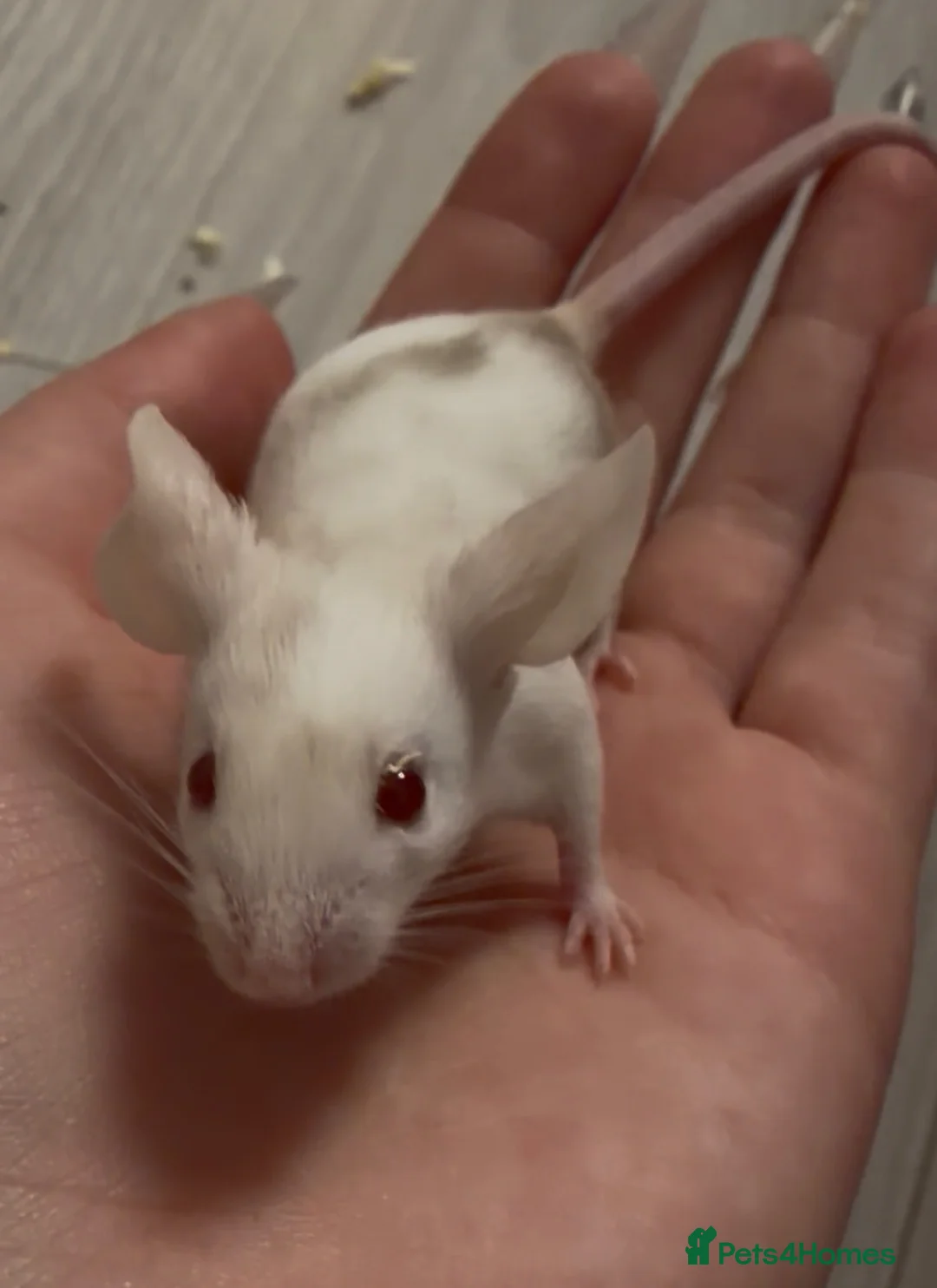 Mouse rodents for sale: Sweet Mice for Adoption from Rescue - Advert 11