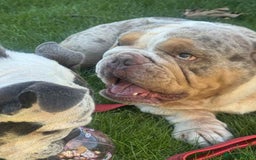 English Bulldog dogs for stud: STUD available - north east / North Yorkshire  - Image 2