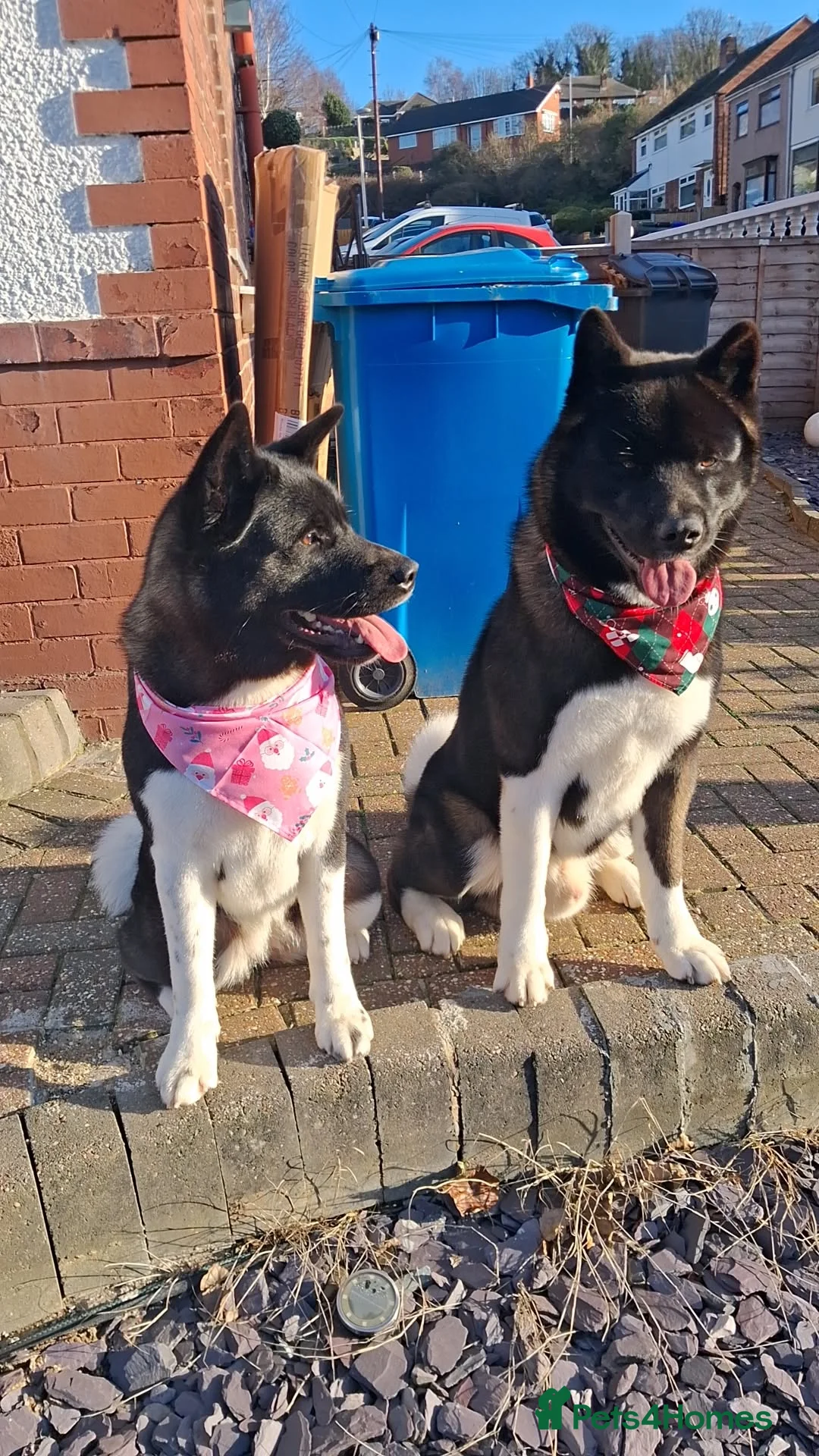 Akita dogs for stud: Koda whitmore  - Advert 3