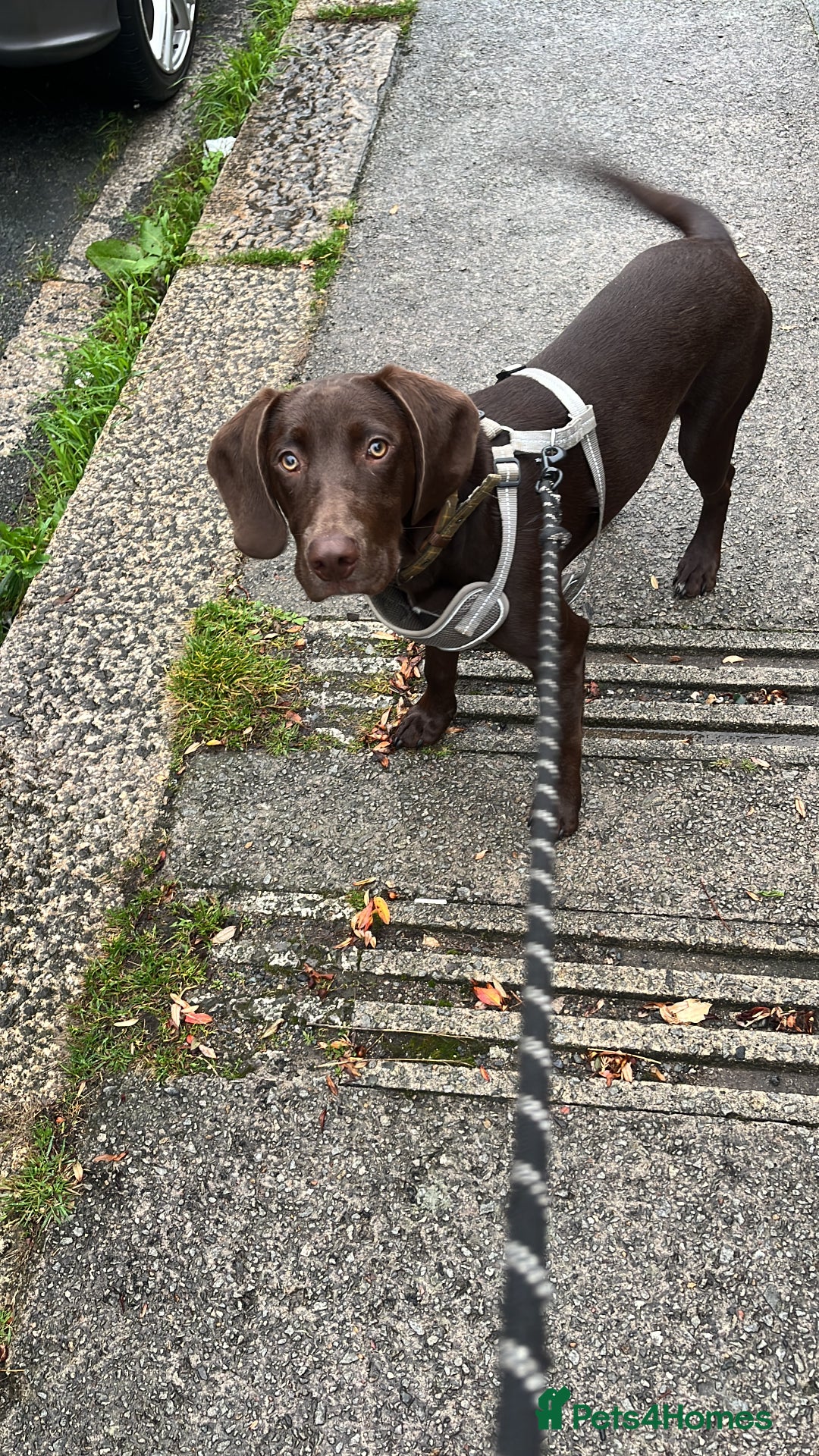 Mixed Breed dogs for sale: Beautiful Flynn - Advert 2