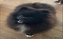Pomeranian dogs for sale: Black Pomeranian, imported lines (Russian/polish) - Image 4