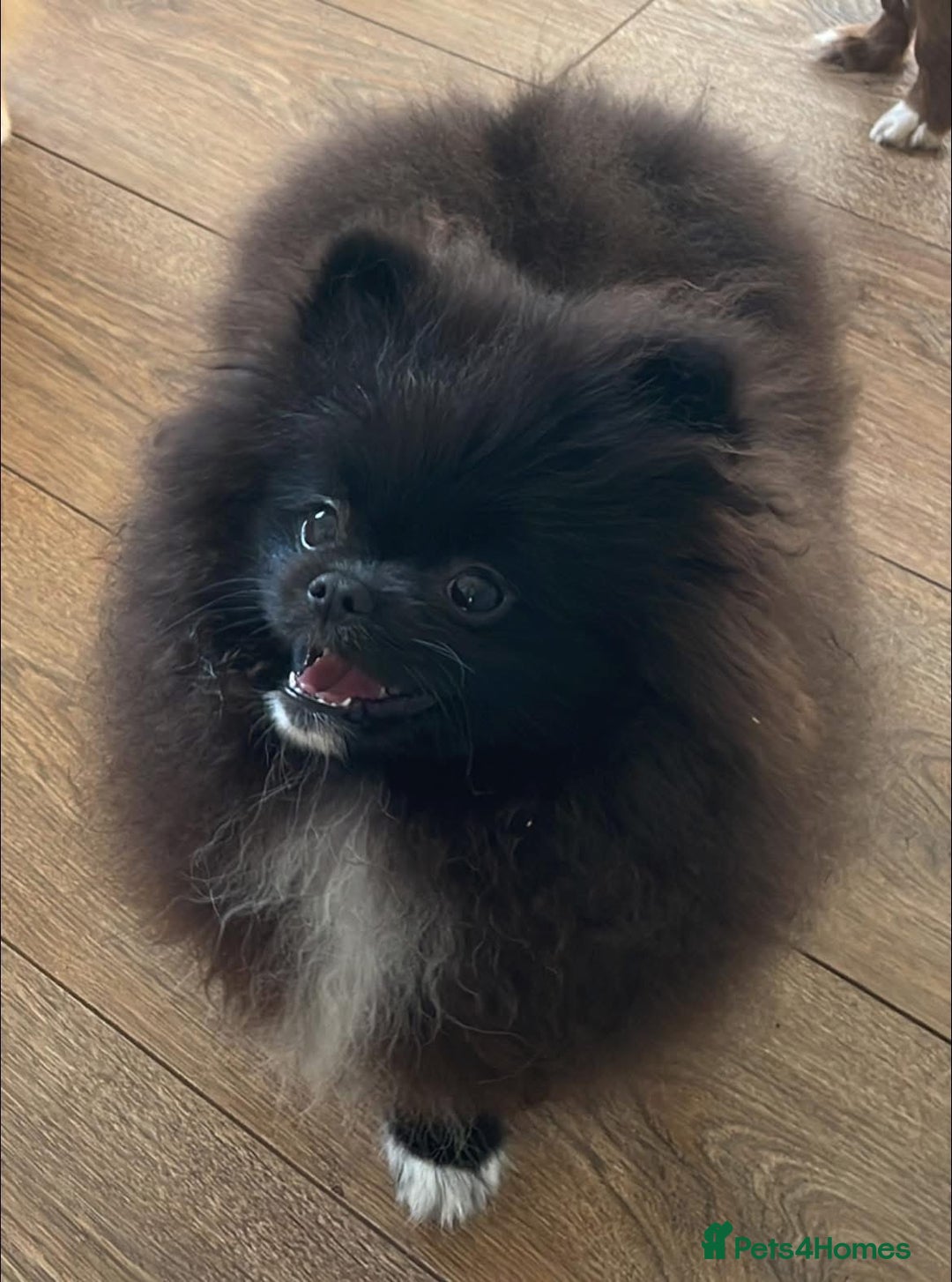Pomeranian dogs for sale: Black Pomeranian, imported lines (Russian/polish) - Image 4