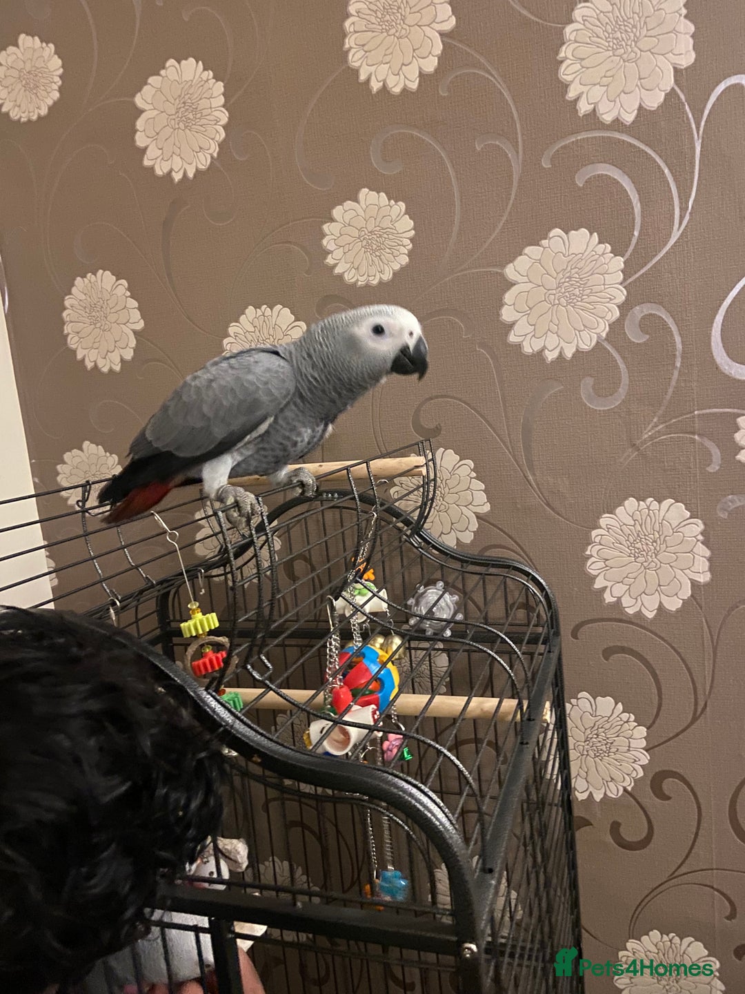 Parrots birds for sale: Hand Reared Tame Baby Male and Female African Grey - Advert 5