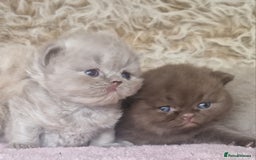 British Shorthair cats for sale: Tica registered British Shorthair kittens Champion - Image 18
