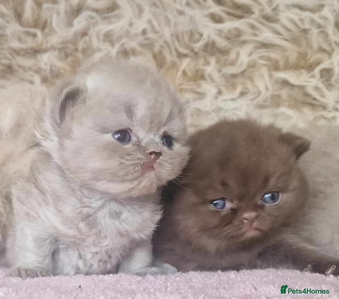 British Shorthair cats for sale: Tica registered British Shorthair kittens Champion - Image 18