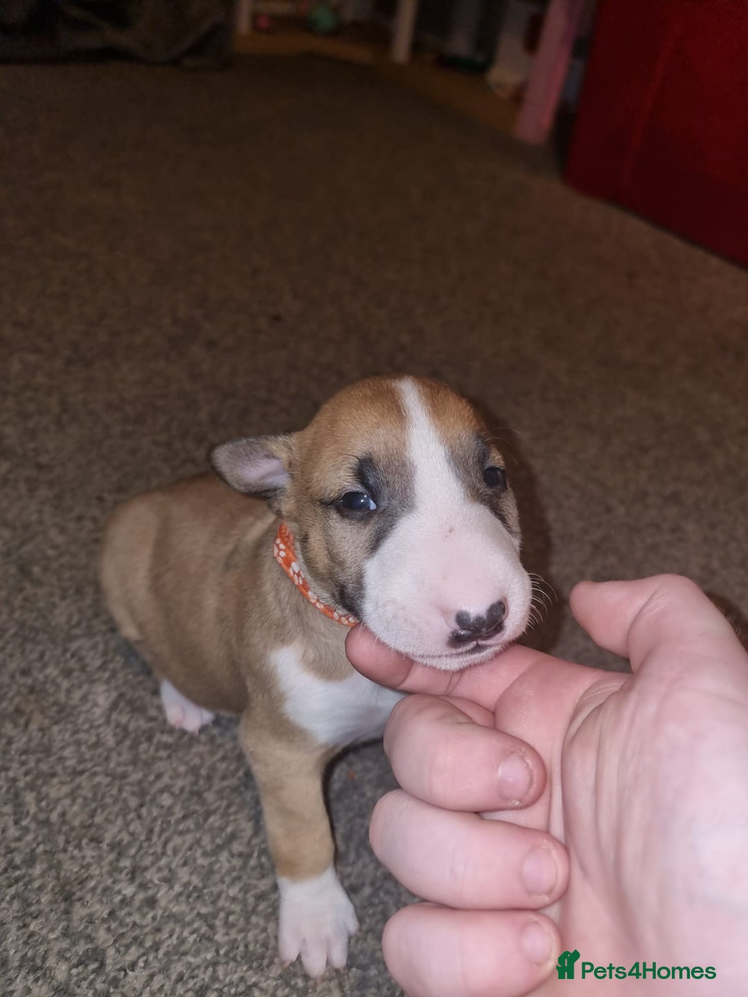 English Bull Terrier dogs for sale: English bull terrier  - Image 14