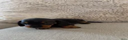 Miniature Dachshund dogs for sale: 5 beautiful miniature dachshund puppies for sale  - Advert 8