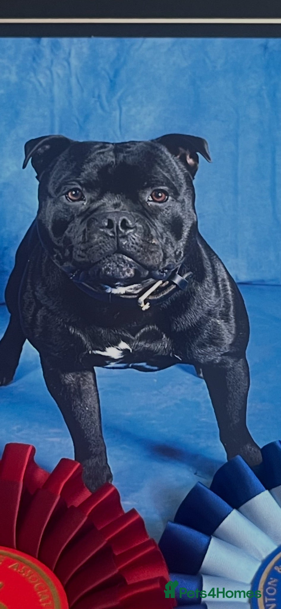 Staffordshire Bull Terrier dogs  stud pedigree full of champions  - Advert 18