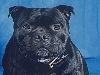 Staffordshire Bull Terrier dogs stud pedigree full of champions - Advert 1