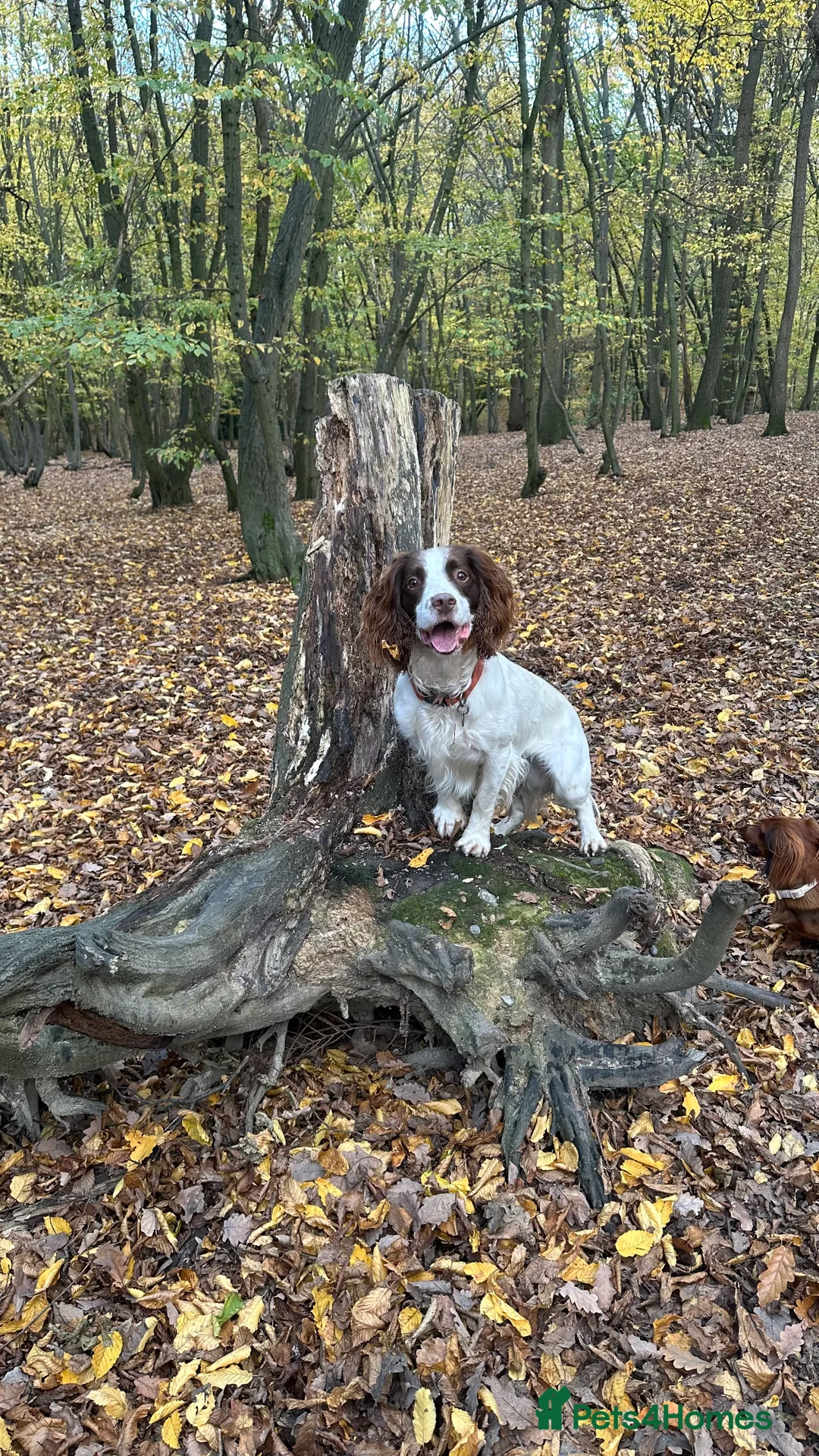 English Springer Spaniel dogs for stud: Jerry - KC Registered English Springer Spaniel  - Advert 7