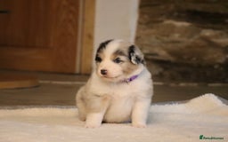 Australian Shepherd dogs for sale: Australian Shepherd Puppies  - Image 10