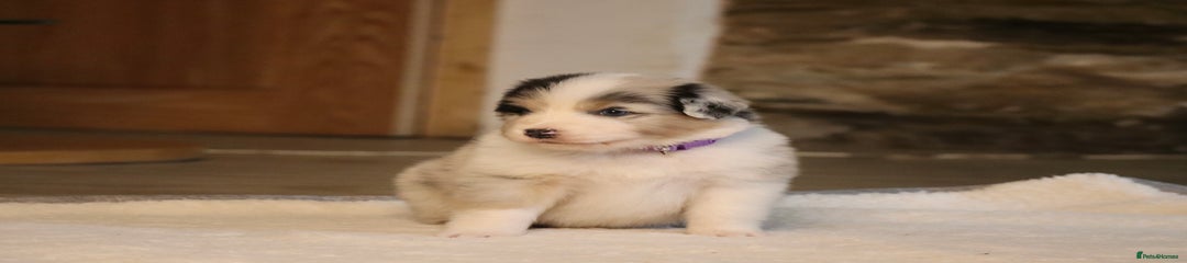 Australian Shepherd Puppy 5