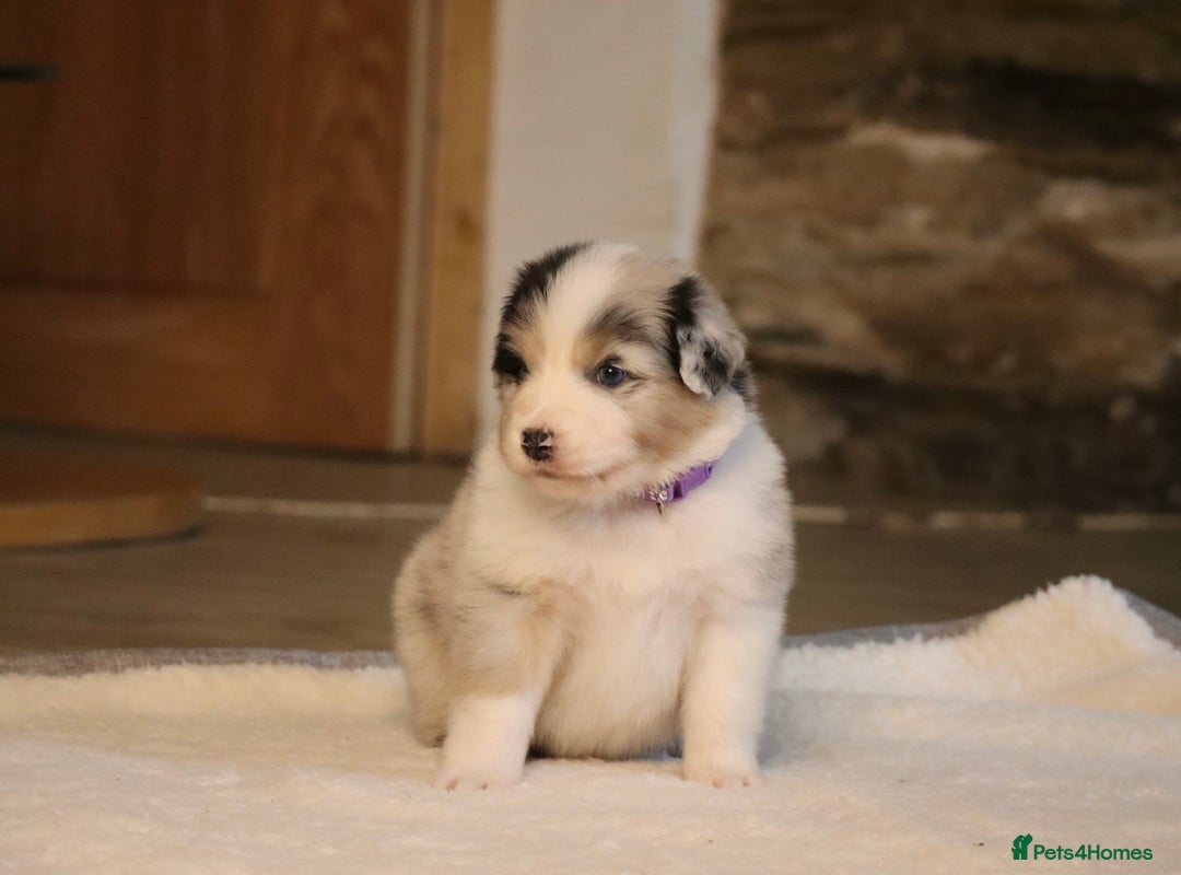 Australian Shepherd dogs for sale: Australian Shepherd Puppies  - Image 10